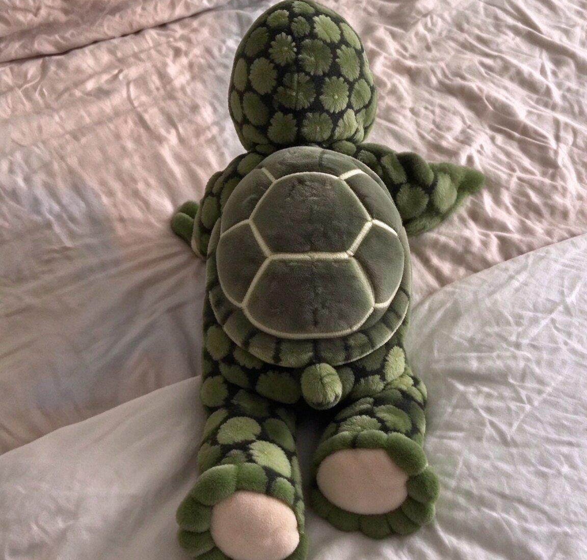 Carapace, petite queue et pieds en nageoires vus de dos
